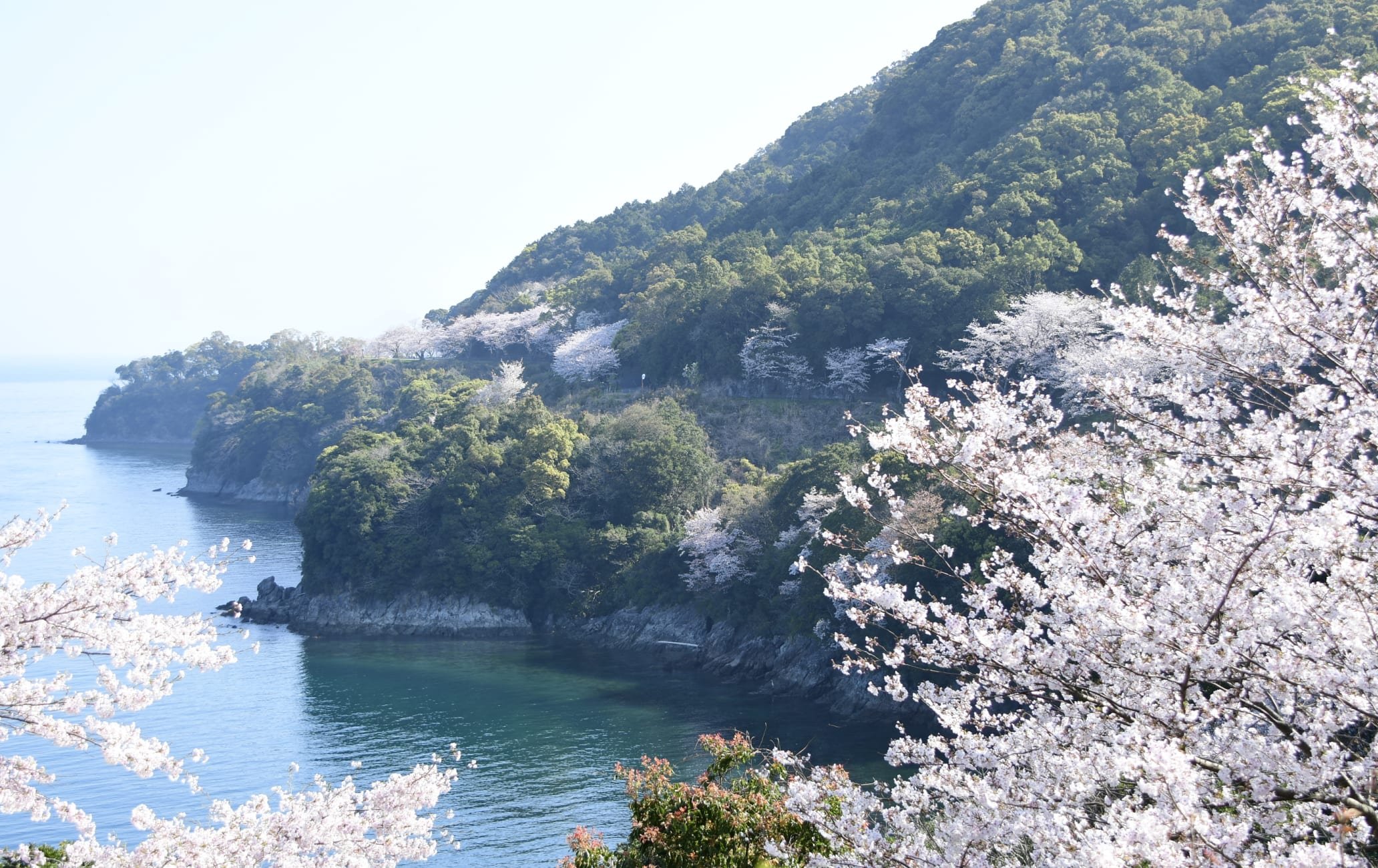 🌸 유노코 벚꽃길 (유노코 체리라인) 이미지 1